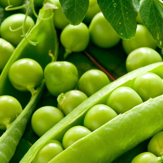 Seed Bound, Peas Seeds
