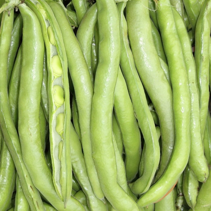 Seed Bound, Broad Beans Seeds