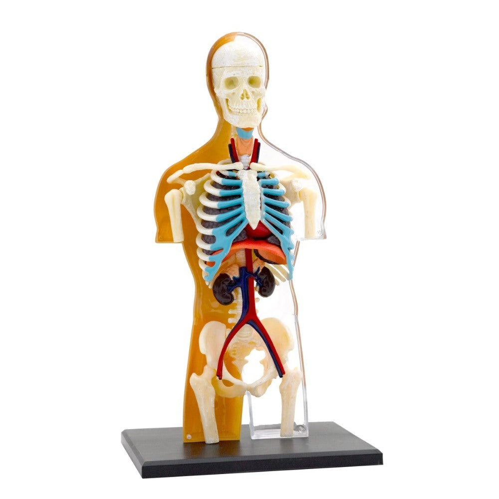 Human Anatomy