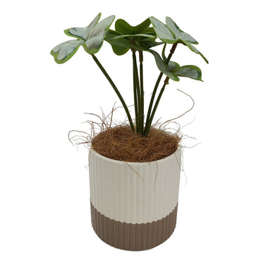 Cool Gift, Artificial Plants Potted #556