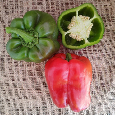 Seed Bound, Hybrid Sweet Pepper Seeds, Available in Different Colors