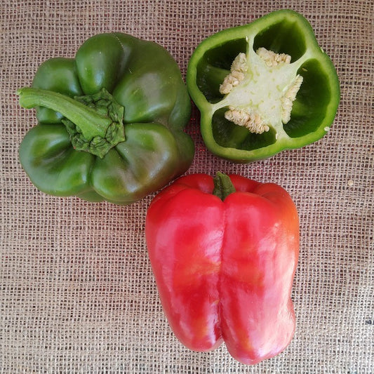 Seed Bound, Hybrid Sweet Pepper Seeds, Available in Different Colors