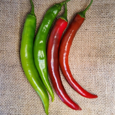 Seed Bound, Hybrid Hot Pepper Seeds, Available in Different Colors