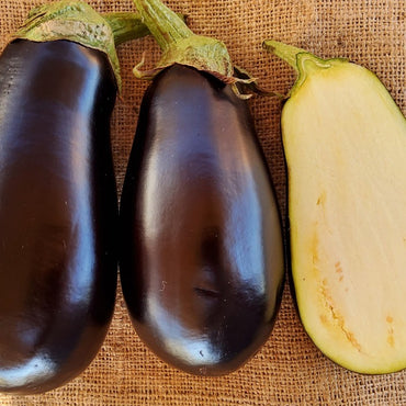 Seed Bound, Hybrid Eggplant Seeds, Available in Different Colors