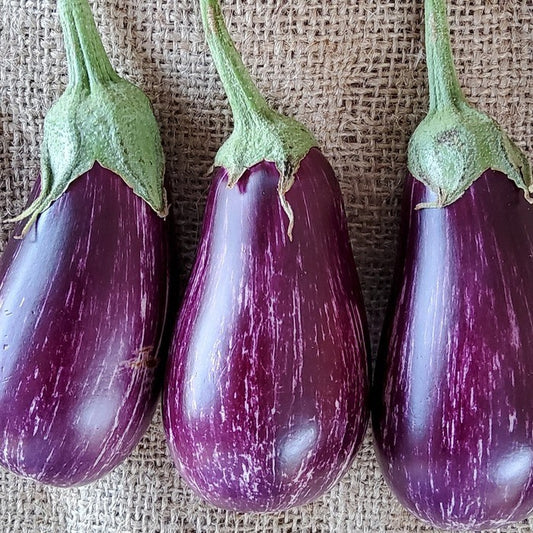 Seed Bound, Hybrid Eggplant Seeds, Available in Different Colors