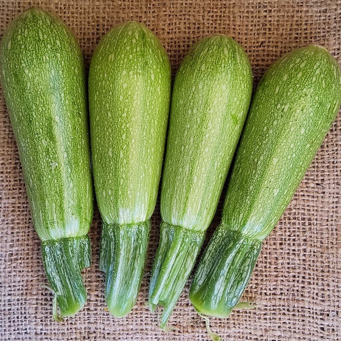 Seed Bound, Hybrid Squash Seeds, Available in Different Colors