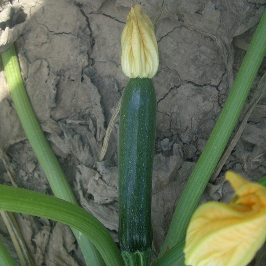 Seed Bound, Hybrid Squash Seeds, Available in Different Colors