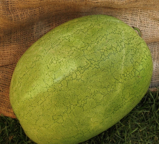 Seed Bound, Hybrid Watermelon Seeds, Available in Different Colors