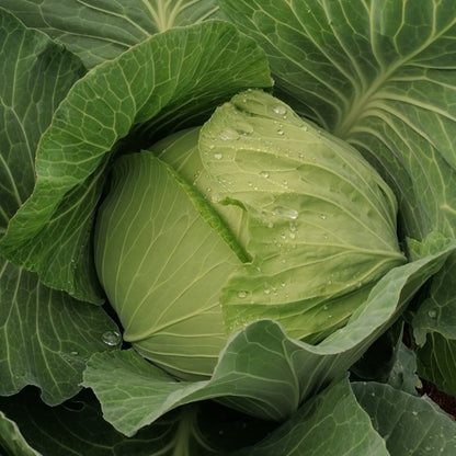 Seed Bound, Hybrid Cabbage Seeds, Available in Different Colors