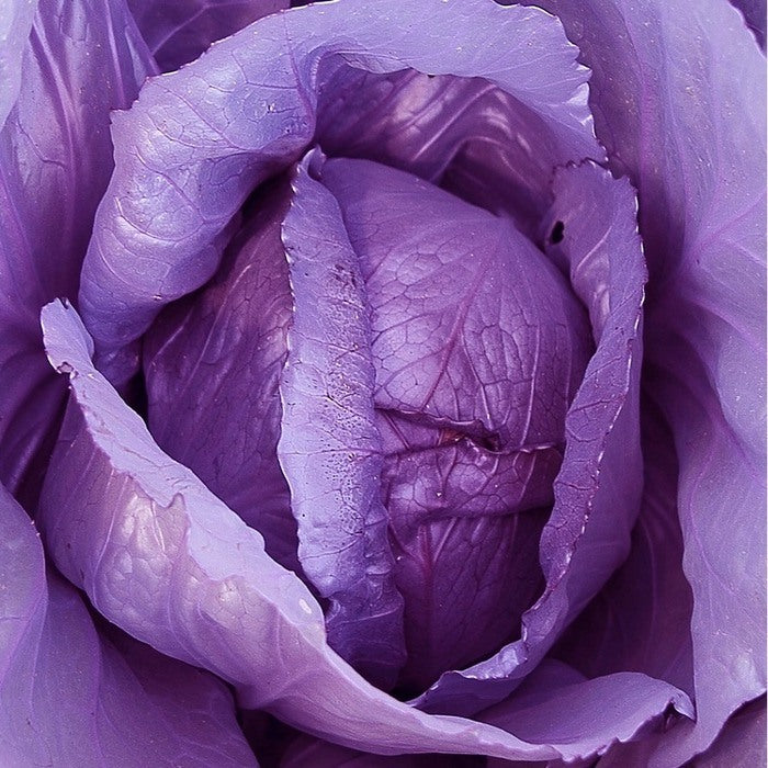Seed Bound, Hybrid Cabbage Seeds, Available in Different Colors