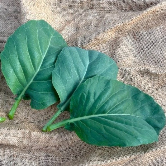 Seed Bound, Hybrid Kale Seeds