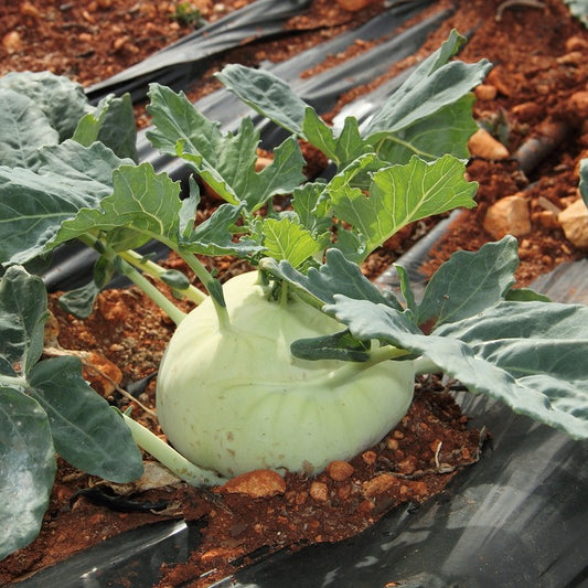 Seed Bound, Hybrid Kohlrabi Seeds