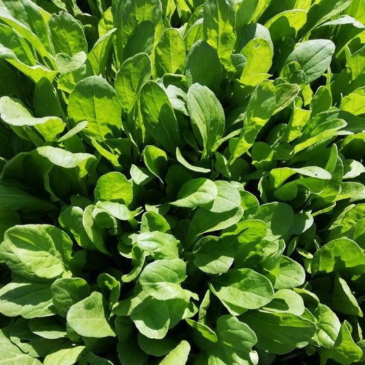 Seed Bound, Rocca Seeds