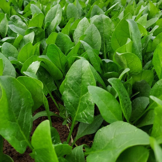 Seed Bound, Spinach Seeds