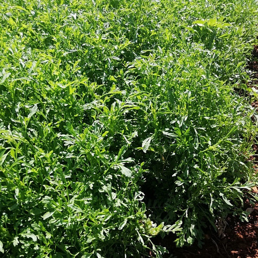 Seed Bound, Garden Cress Seeds