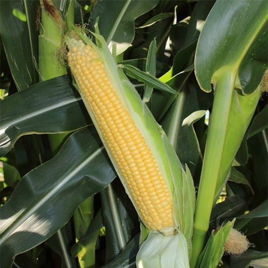 Seed Bound, Hybrid Sweet Corn Seeds