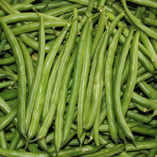 Seed Bound, Beans Seeds