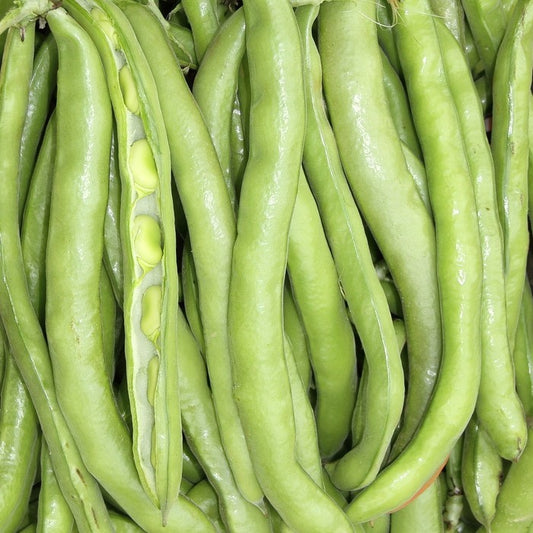 Seed Bound, Broad Beans Seeds