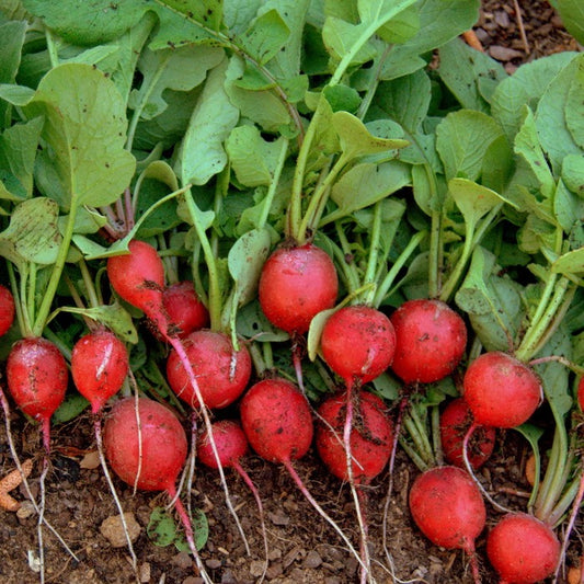 Seed Bound, Hybrid Radish Seeds
