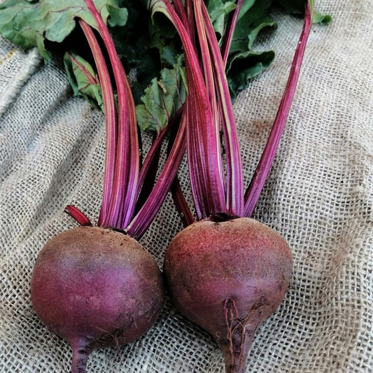 Seed Bound, Hybrid Red Beet Seeds