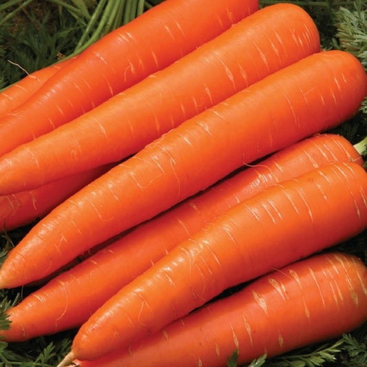 Seed Bound, Carrot Seeds
